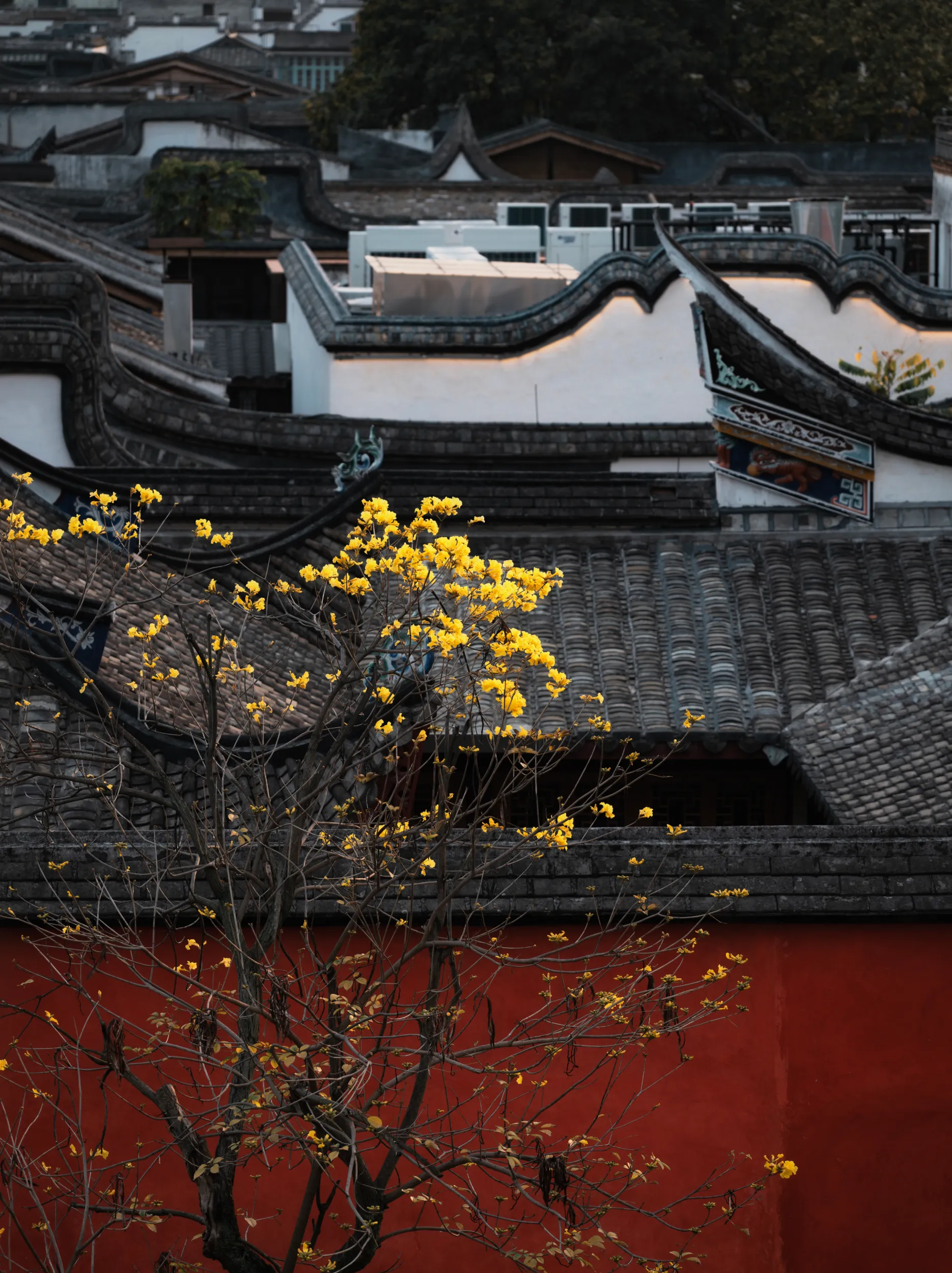 朱墙黄花